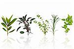 Herb leaf selection of bay, purple sage, lemon thyme, curry, and oregano, over white background with reflection.