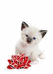 A little, Snowshoe Lynx-point Siamese kitten sitting next to a red and silver foil bow.  Shot against white background.