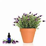 Lavender herb plant in flower growing in a  terracotta pot with an aromatherapy essential oil glass bottle and flowers, over white background.