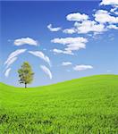 Summer landscape - lonely tree on a green meadow