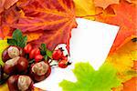 Colorful autumn background with maple leaves and white card