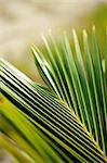 Closeup photo of palm leaf in tropical forest