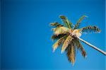 Coconut palms under blue Caribbean sky on summer day