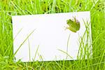 White Sign Amongst Green Grass with Tree Frog