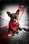 Image of a cute puppy wearing a red bandana sitting on a fire lane