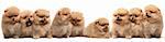 A large group of pomeranian spitz puppy is sitting on the white background, isolated