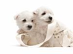 Two west highland white terrier puppies are sitting in the purse