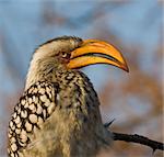 Yellow Billed Hornbill sits in the African sun in a tree