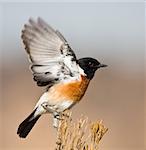 Stone Chat flaps its wings to take off