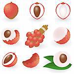 Vector illustration of lychee
