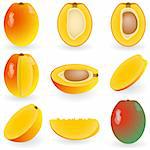 Vector illustration of mango