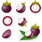 Vector illustration of mangosteen