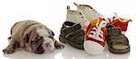puppy growth - english bulldog puppy laying beside pile of infant shoes