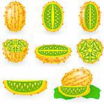 Vector illustration of kiwano also known as African horned melon or cucumber, hedged gourd, English tomato, melano