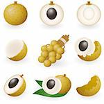 Vector illustration of longan fruit or dragon eye