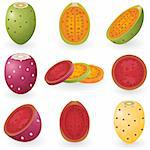 Vector illustration of prickly pear fruit also known as opuntia, cactus fig or tuna.