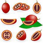 Vector illustration of tamarillo fruit or tree tomato