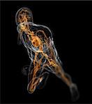 3d rendered x-ray illustration of a running man with vascular system