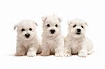 Three west highland white terrier puppies are sitting together; isolated on white background