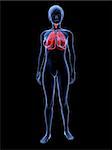 3d rendered illustration of transparent female body with highlighted lung