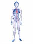 3d rendered 3d rendered illustration of transparent female body with vascular system