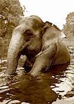 swimming in the indian river elephant (sepia photo)