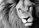 Close up of Male Lion, B&W