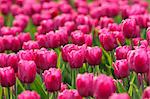 Bright pink tulips are in the park in spring sunny day