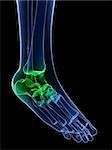 3d rendered x-ray illustration of a foot with highlighted joint