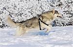 running husky in winter