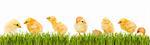 Lots of baby chicken and fresh green grass banner - isolated