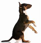 bull terrier sitting up - nine months old - on white background