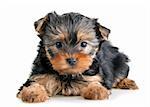 Small Yorkshire Terrier puppy on white background