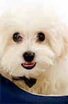 maltese dog lying in in a puppy bed with butterfly bow at it's neck and it's mouth open - closeup