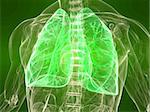 3d rendered illustration of a transparent torso with healthy lung