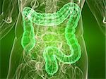 3d rendered illustration of a transparent torso with healthy colon