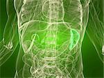 3d rendered illustration of a transparent torso with healthy spleen