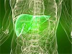 3d rendered illustration of a transparent torso with healthy liver