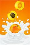 orange apricot fruit falling into the milky splash - vector illustration