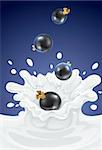 berry black currant dropping in dairy splash - vector illustration
