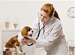 Young female veterinarian examining dog. Horizontally framed shot.