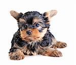 Small Yorkshire Terrier puppy on white background