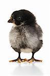 Little blac chick over a white background.