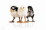 Three little birds huddling together over a white backdrop.