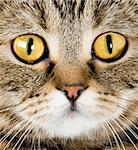 Big yellow eyes. Close-up portrait of cat on a white background