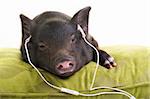 Small black pig lying down on a green pillow and listening to music through white headphones.