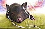 Small black pig lying down on a green pillow and listening to music through white headphones and music coming out of his ears.