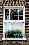 Window with plant box in brick wall London