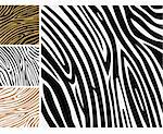 Background texture of zebra skin. Use this zebra print for your unique design!