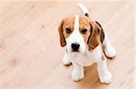 Small dog sitting on the wooden floor. Beagle puppy